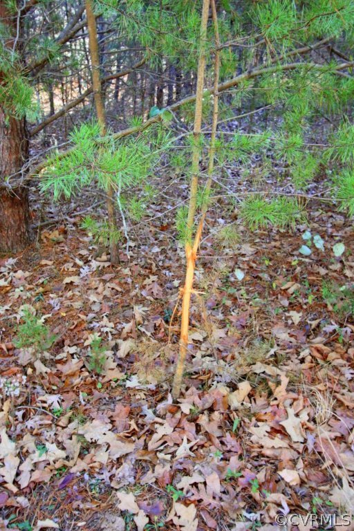 0 Rigsby Hollow Road Sandy Hook, VA 23153 - Photo 5 of 14 Gallery Image 5