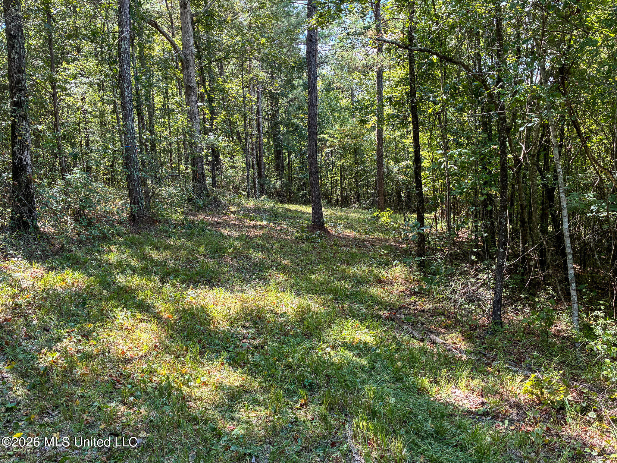 Harvey Road Carthage, MS 39051 - Photo 6 of 9 IMG_5205