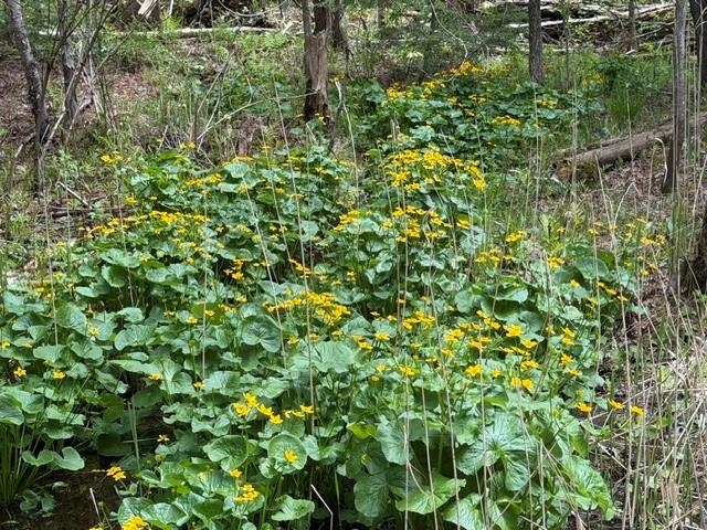 34 Blake Road Weare, NH 03281 - Photo 28 of 30 Gallery Image 28