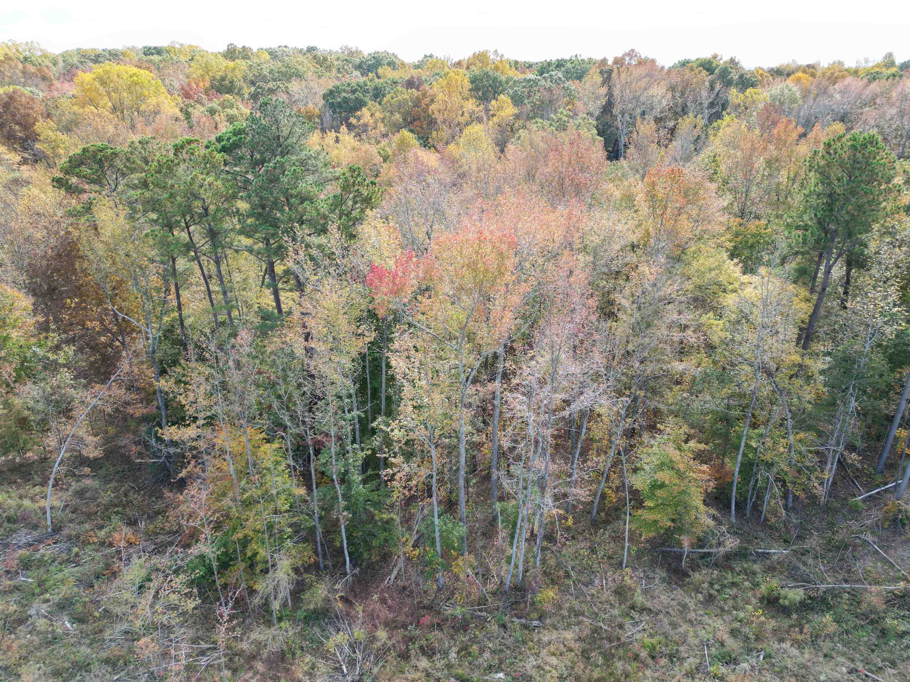 7 Carnal Road Huntingdon, TN 38344 - Photo 3 of 10 a view of a forest with trees in the background