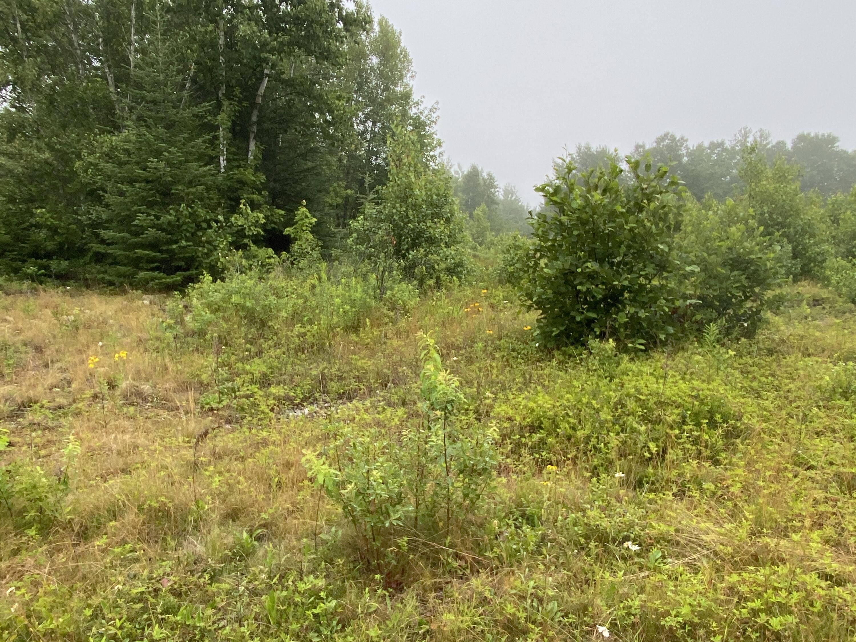 Lot 3 South Steam Mill Road Robbinston, ME 04671 - Photo 3 of 14 Photo Jul 15, 9 17 26 AM