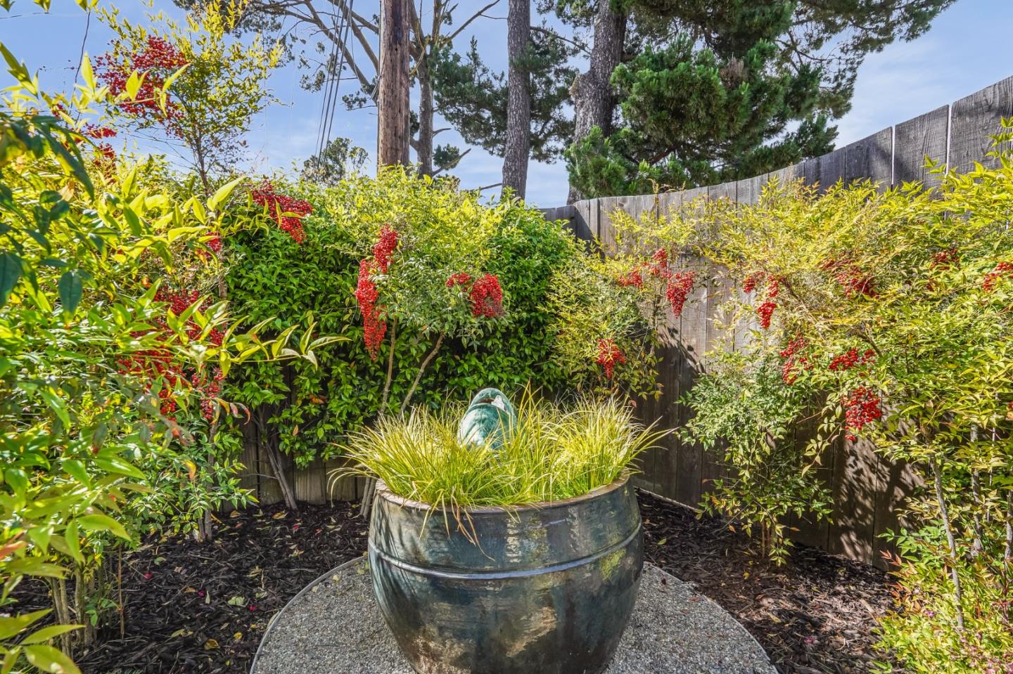 4001 Marshall Avenue San Mateo, CA 94403 - Photo 79 of 88 a view of a plant in a garden