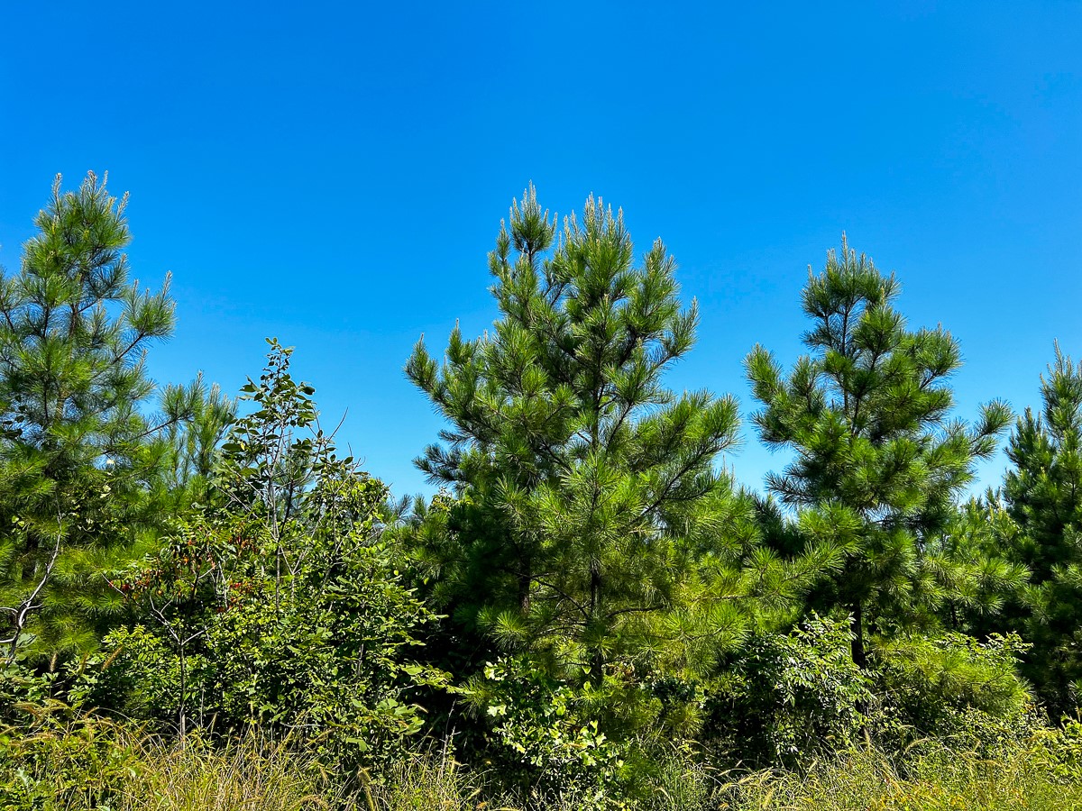 12 West Carters Ferry Road Milam, TX 75959 - Photo 5 of 8 a view of a plant in a garden