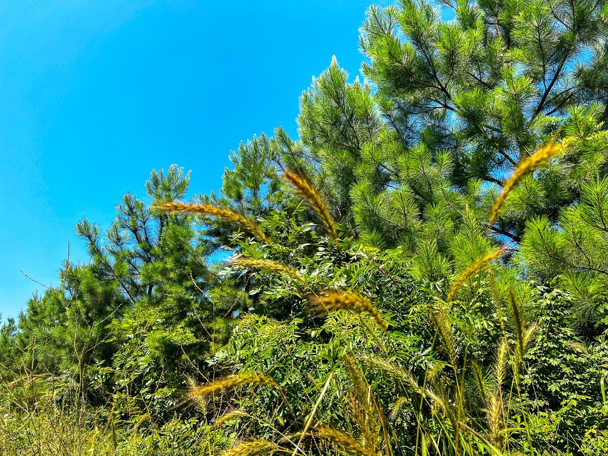 12 West Carters Ferry Road Milam, TX 75959 - Photo 8 of 8