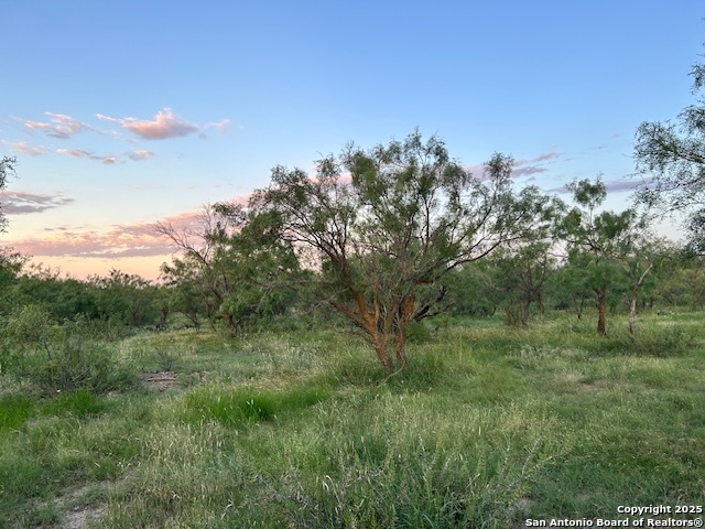 a view of a field of grass and trees