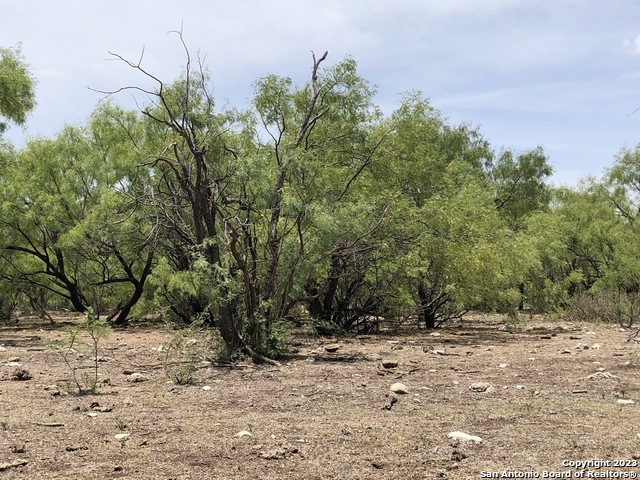 587 Valley Road Christoval, TX 76935 - Photo 20 of 41 a view of a yard with plants and trees