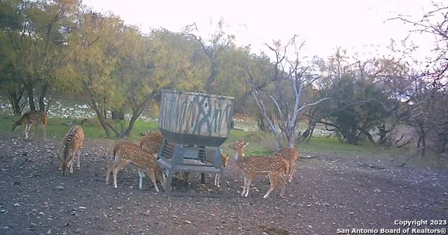 a view of a lush green forest with lots of trees