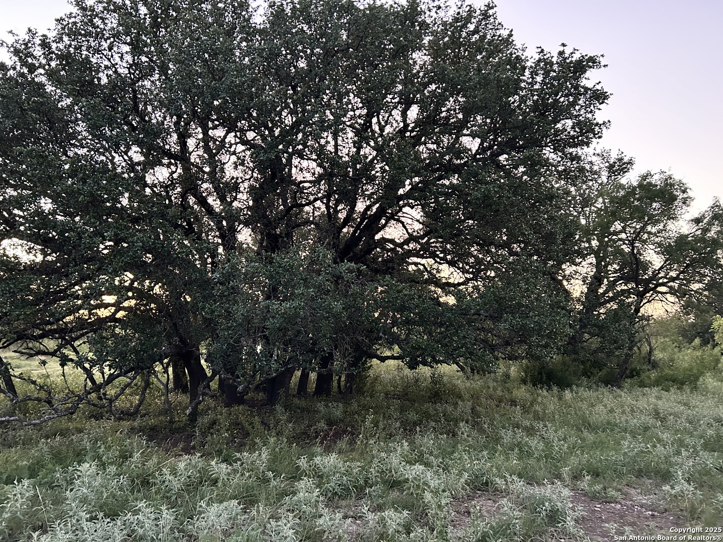 587 Valley Road Christoval, TX 76935 - Photo 40 of 41 a view of a forest