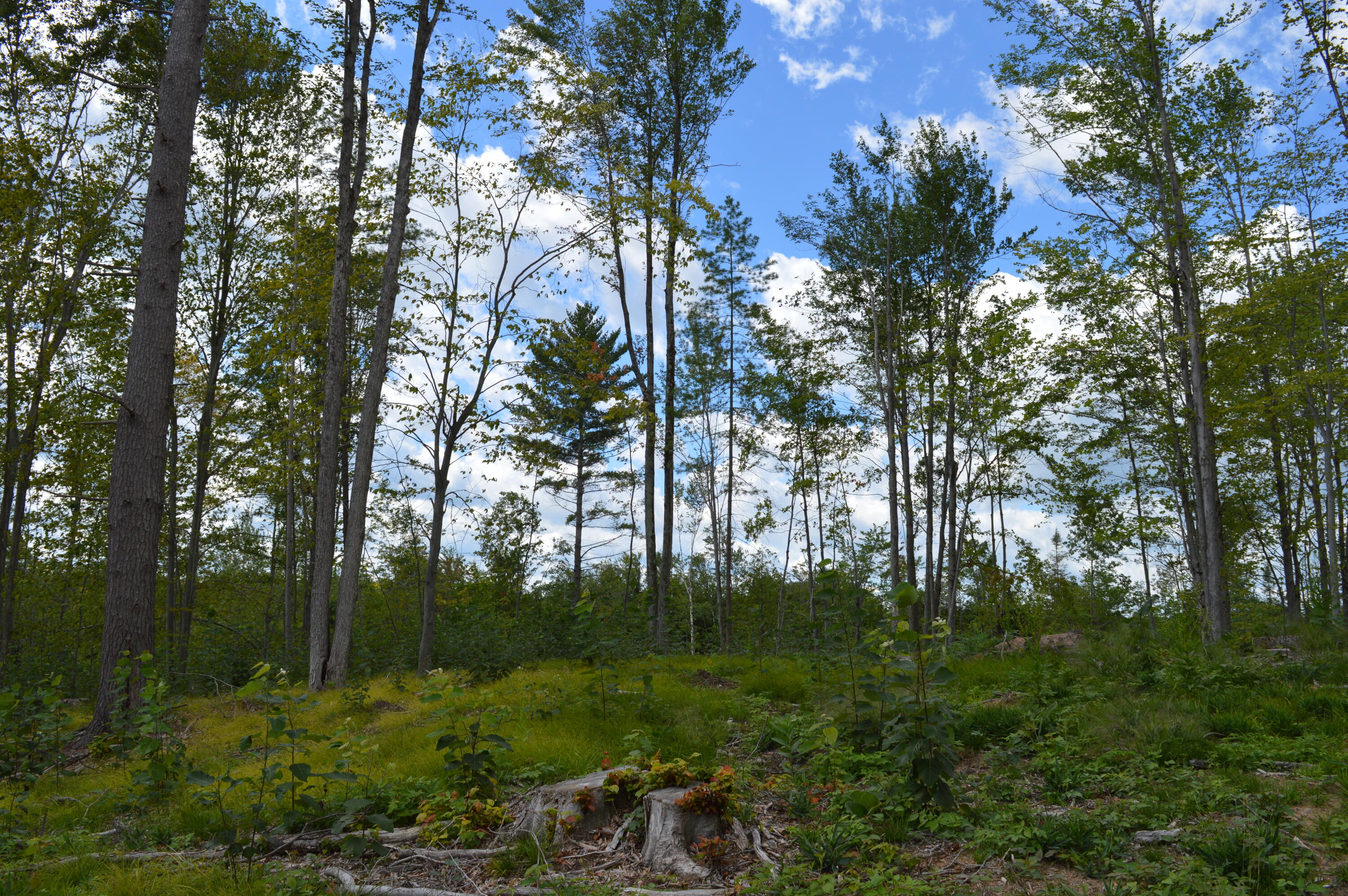 East County Line Road South Branch, MI 48761 - Photo 19 of 87 Gallery Image 19