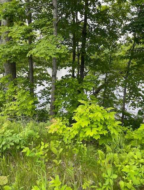 12-14 River Road Norridgewock, ME 04957 - Photo 6 of 13 View from road above 2