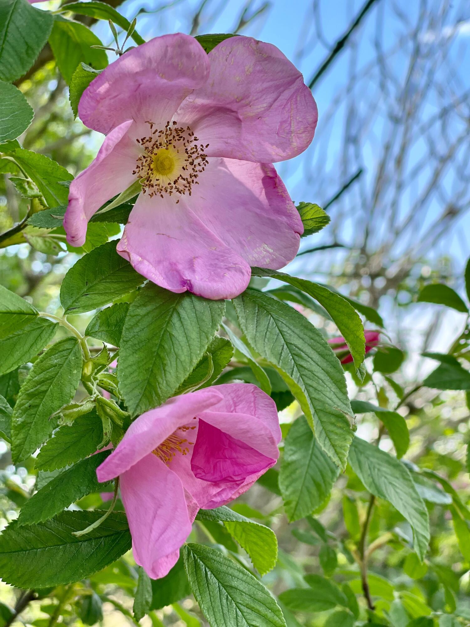 142 Clarks Point Road Machiasport, ME 04655 - Photo 102 of 106 batch_IMG_8977