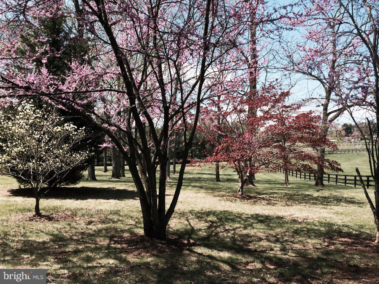 7139 Leeton Ridge Road Warrenton, VA 20186 - Photo 20 of 20 Flowering trees