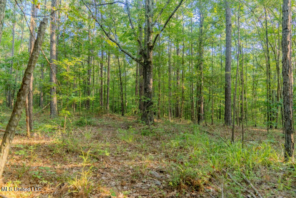 0 Sulphur Springs Road Camden, MS 39045 - Photo 9 of 9 08