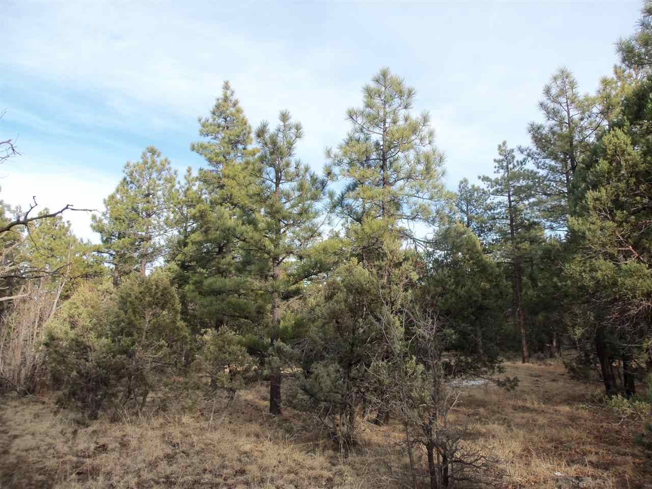 316 West Pine Ridge Drive Lakeside, AZ 85929 - Photo 1 of 22 a view of a forest with trees in the background