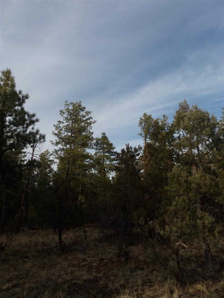 316 West Pine Ridge Drive Lakeside, AZ 85929 - Photo 11 of 22 a view of a yard