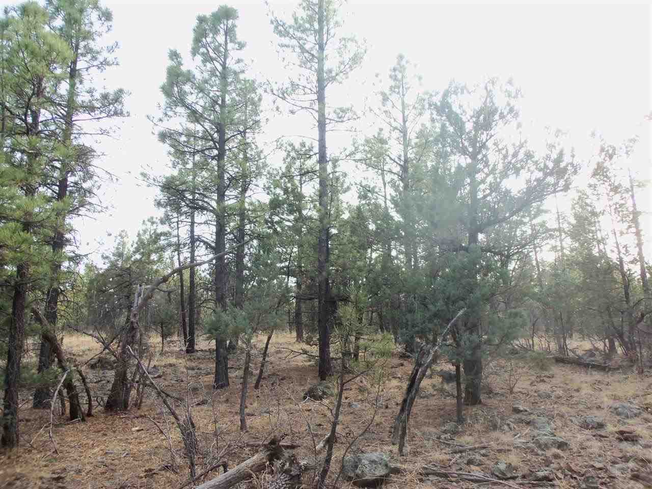 316 West Pine Ridge Drive Lakeside, AZ 85929 - Photo 12 of 22 a view of a forest with trees