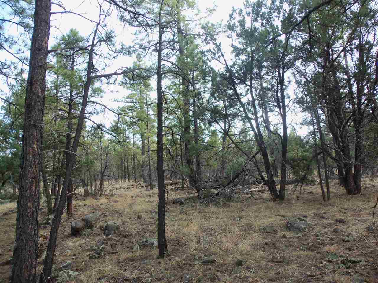 316 West Pine Ridge Drive Lakeside, AZ 85929 - Photo 13 of 22 a view of a forest