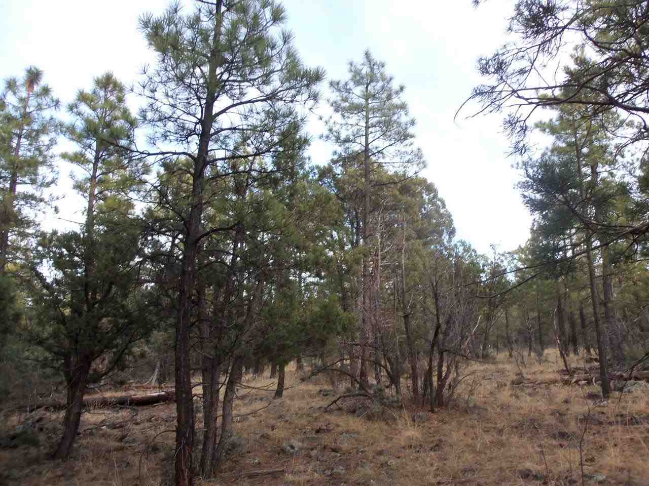 316 West Pine Ridge Drive Lakeside, AZ 85929 - Photo 14 of 22 a view of a forest