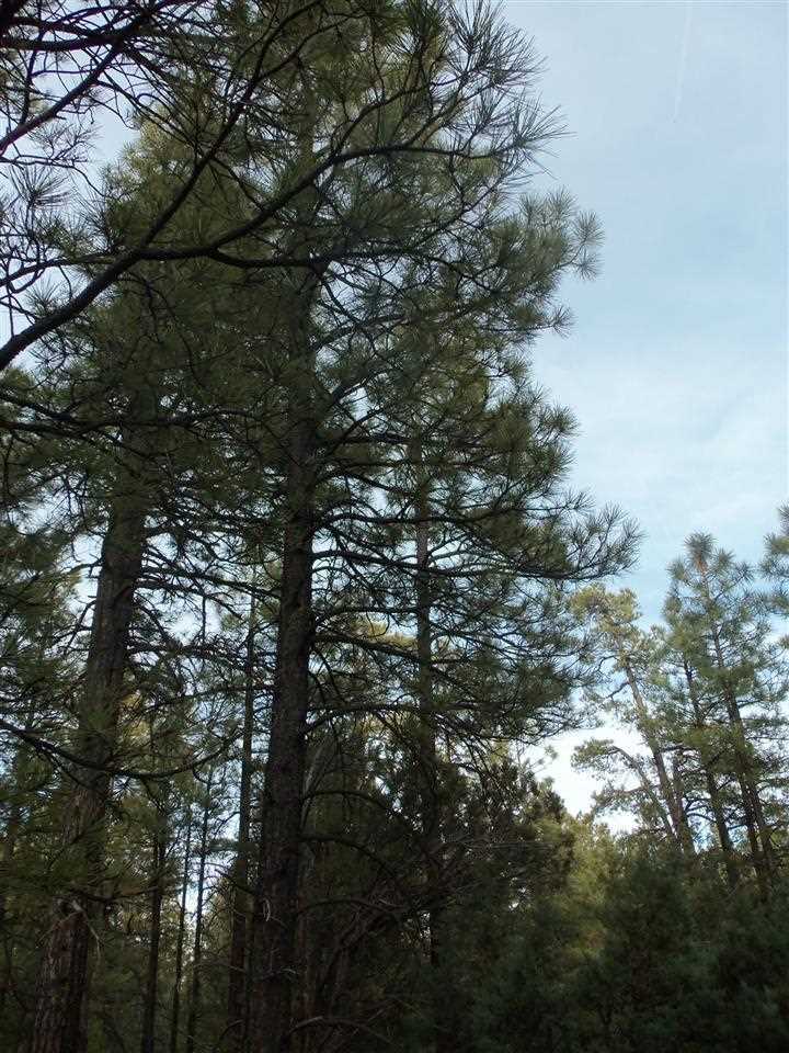 316 West Pine Ridge Drive Lakeside, AZ 85929 - Photo 15 of 22