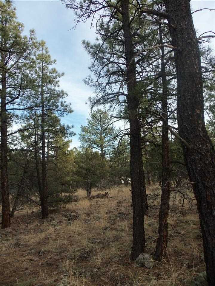 316 West Pine Ridge Drive Lakeside, AZ 85929 - Photo 17 of 22 a view of a forest filled with trees