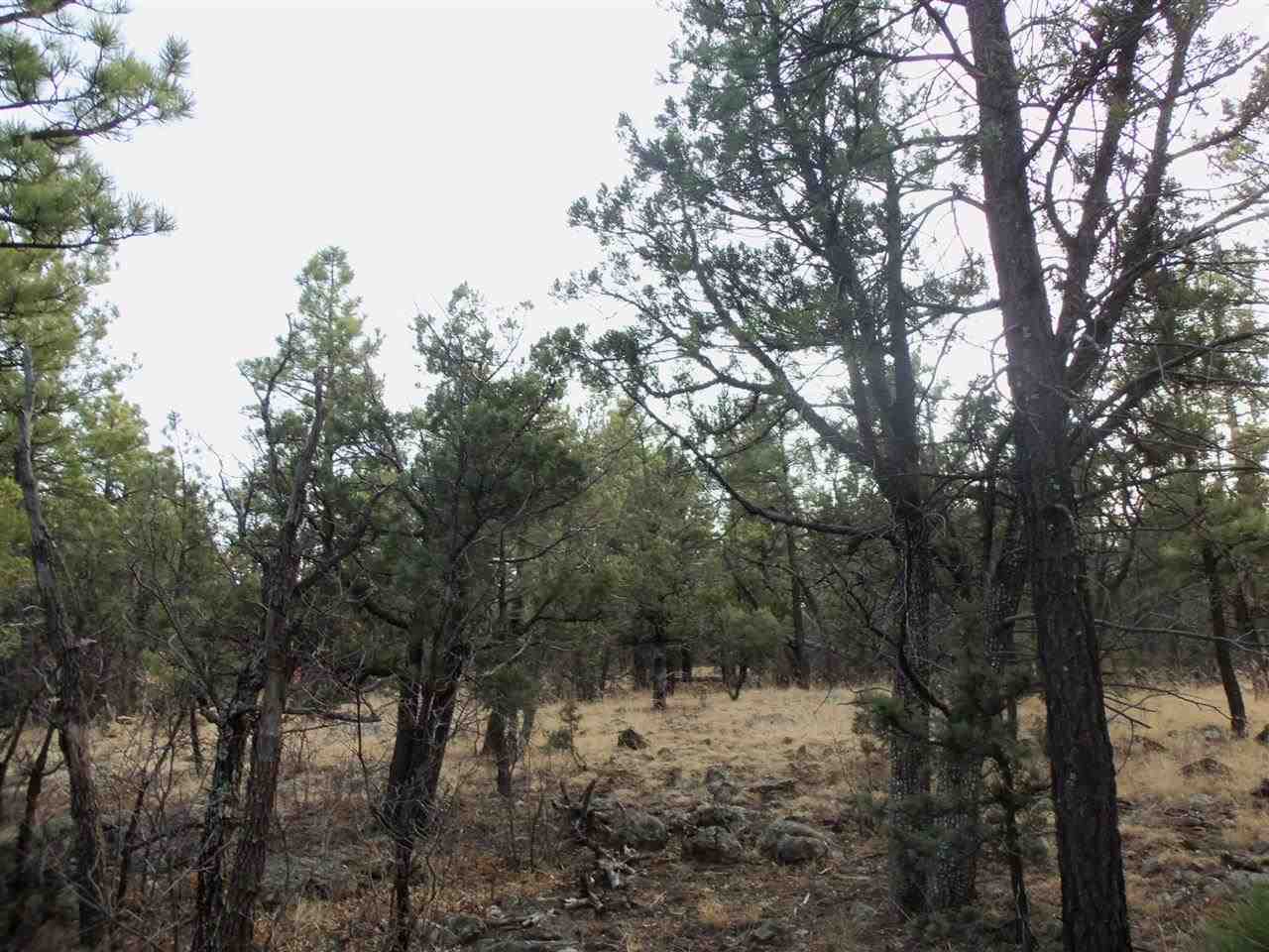 316 West Pine Ridge Drive Lakeside, AZ 85929 - Photo 18 of 22 a view of a forest with trees in the background