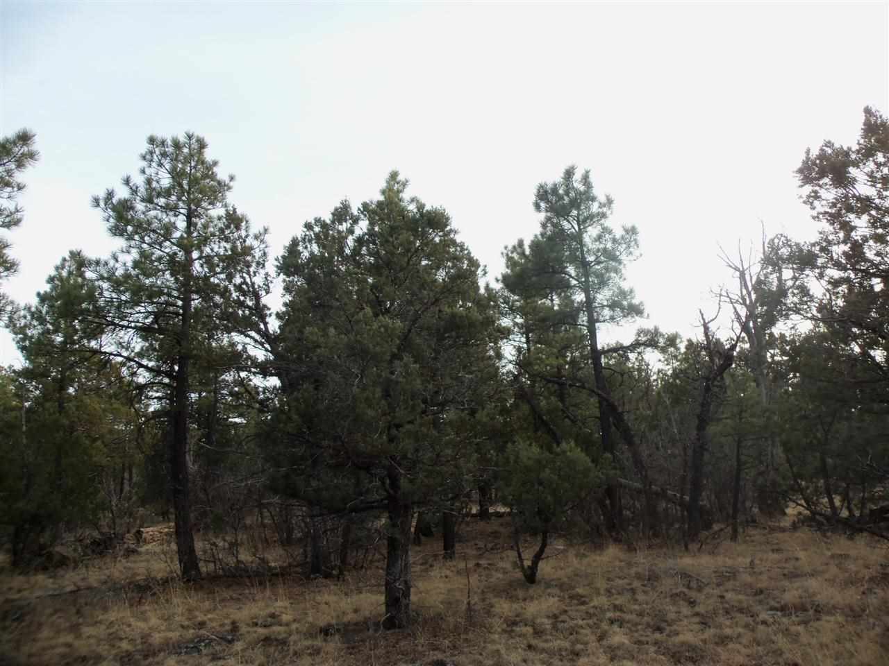316 West Pine Ridge Drive Lakeside, AZ 85929 - Photo 19 of 22 a view of a forest with trees in the background