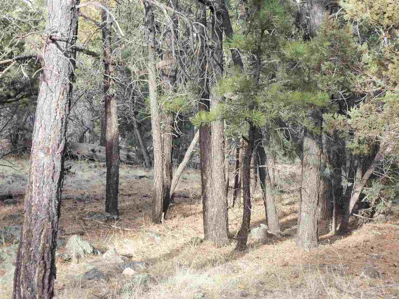 316 West Pine Ridge Drive Lakeside, AZ 85929 - Photo 2 of 22 a view of a yard covered in snow