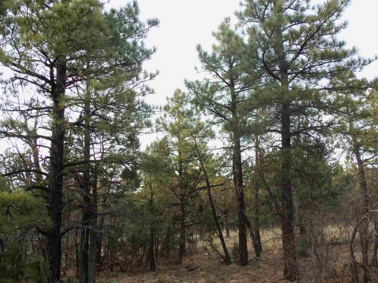 316 West Pine Ridge Drive Lakeside, AZ 85929 - Photo 22 of 22 a view of forest