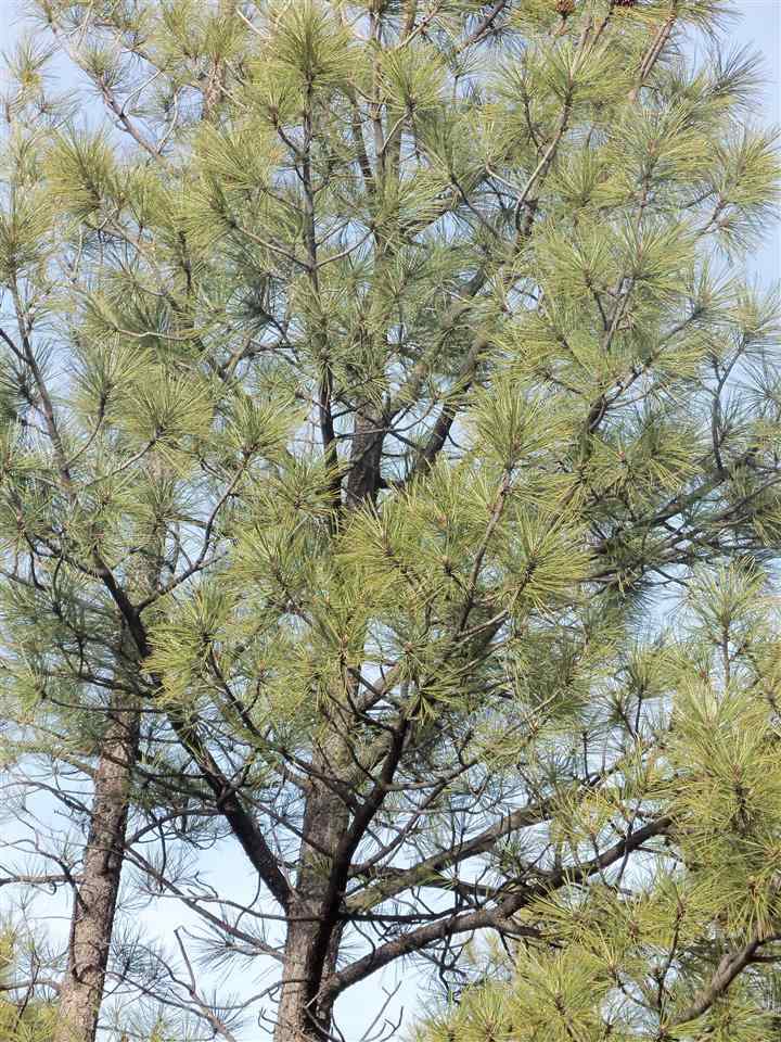 316 West Pine Ridge Drive Lakeside, AZ 85929 - Photo 3 of 22 a picture of a tree