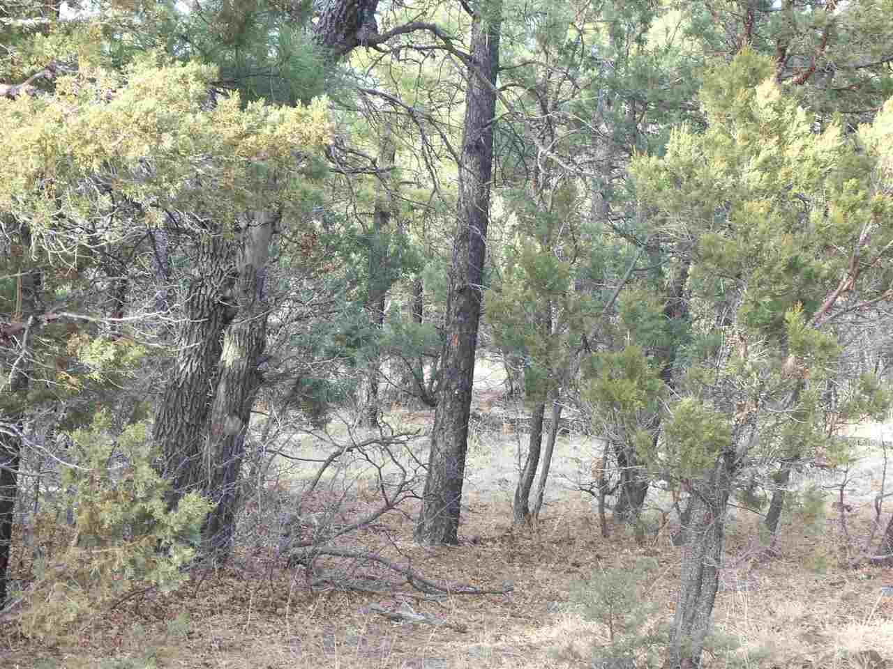316 West Pine Ridge Drive Lakeside, AZ 85929 - Photo 4 of 22 a view of forest