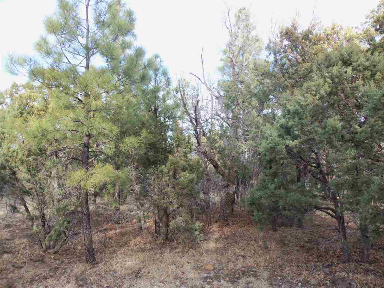 316 West Pine Ridge Drive Lakeside, AZ 85929 - Photo 6 of 22 a view of a forest with lots of trees