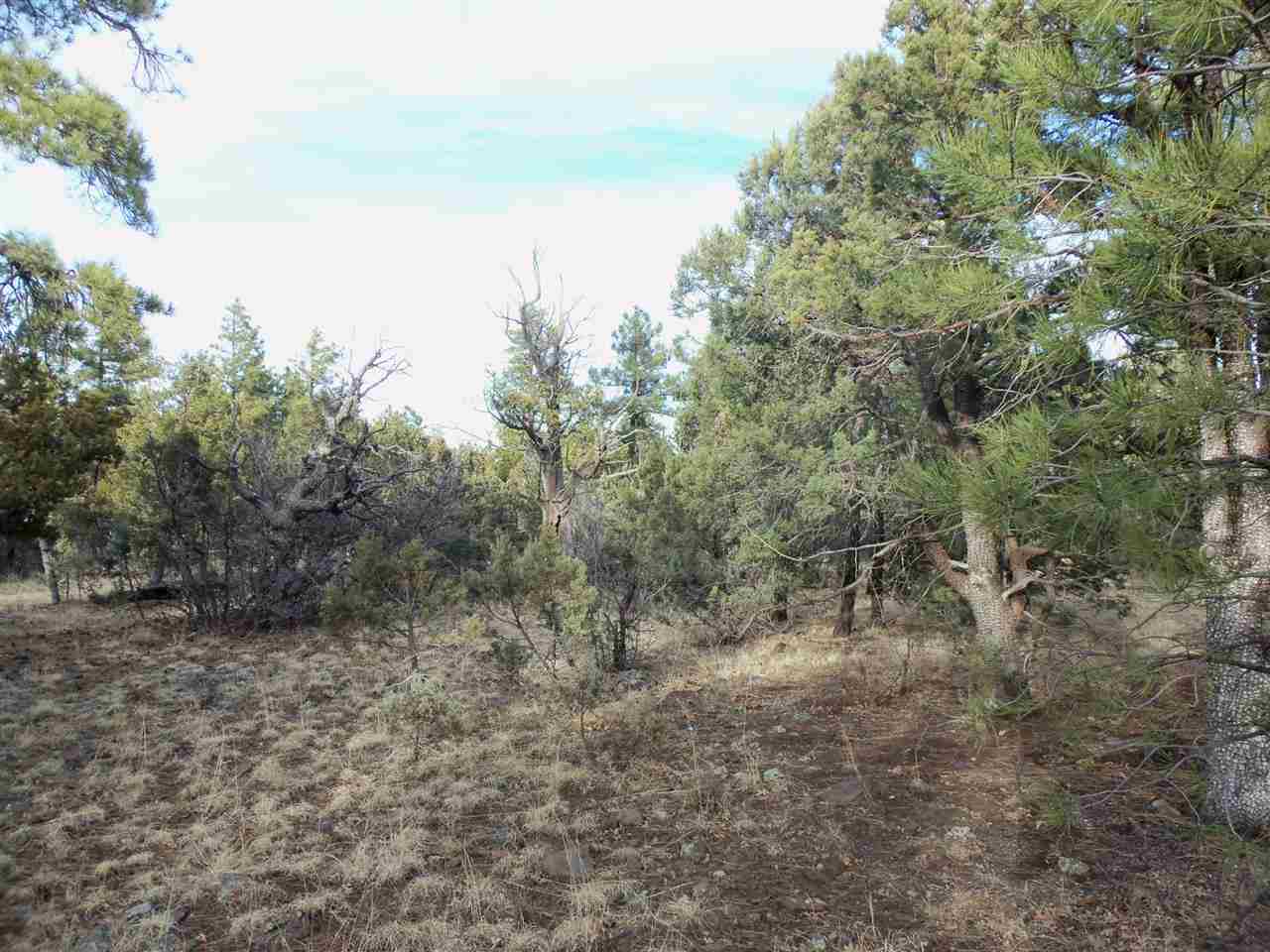 316 West Pine Ridge Drive Lakeside, AZ 85929 - Photo 7 of 22 a view of a dry yard with trees