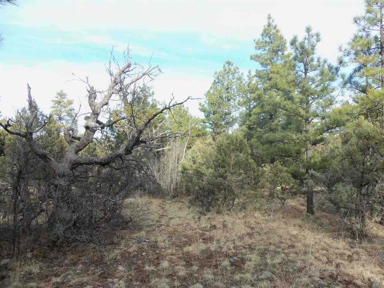 316 West Pine Ridge Drive Lakeside, AZ 85929 - Photo 8 of 22 a view of a forest with lots of trees