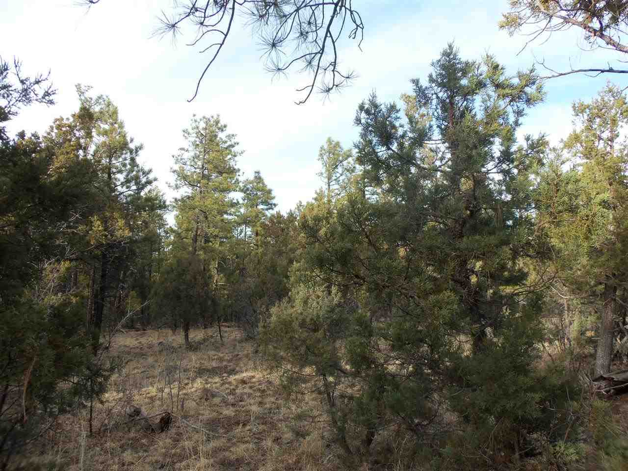316 West Pine Ridge Drive Lakeside, AZ 85929 - Photo 9 of 22 a view of a forest with trees in the background