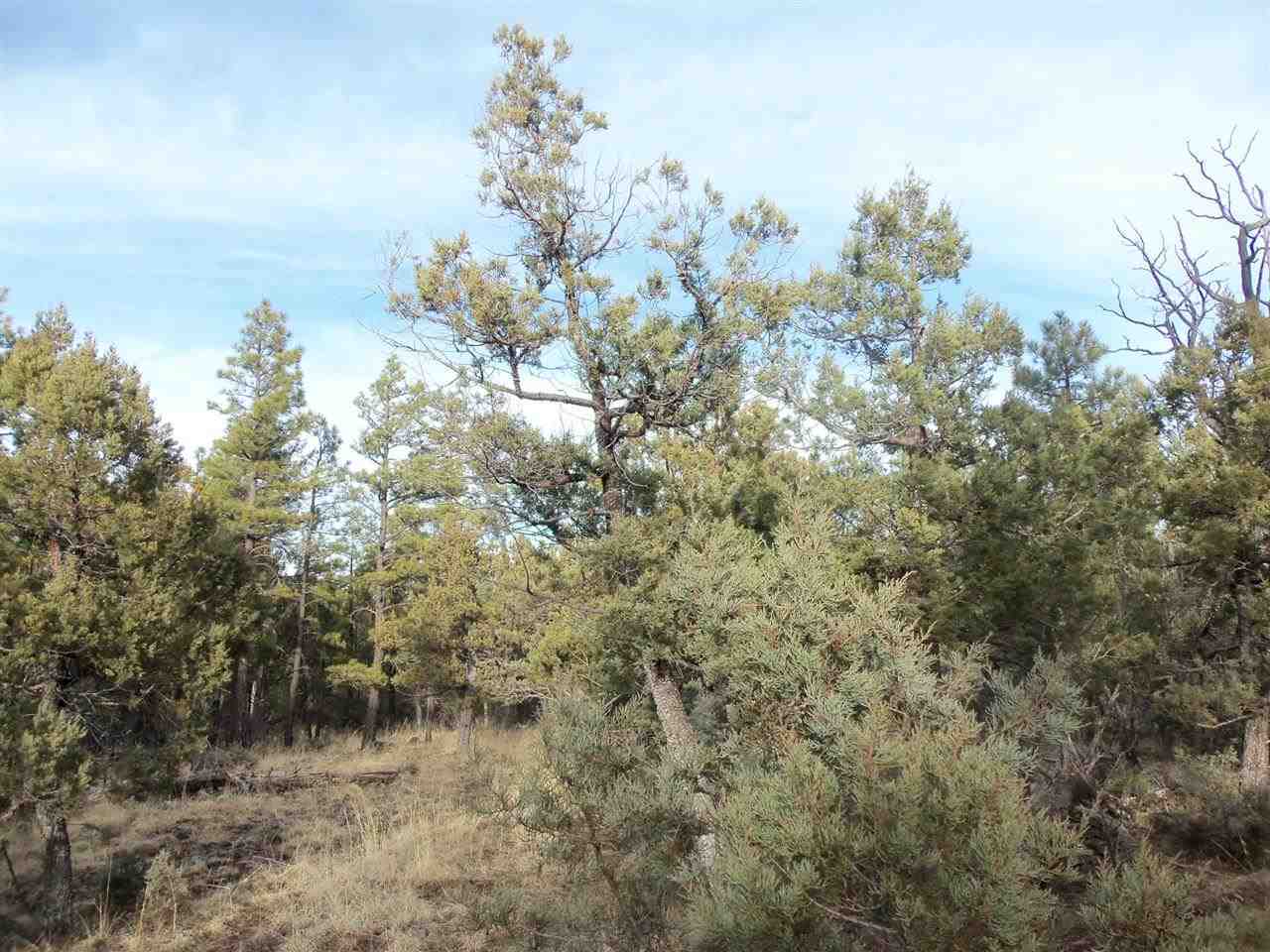 316 West Pine Ridge Drive Lakeside, AZ 85929 - Photo 10 of 22 a view of a forest with houses