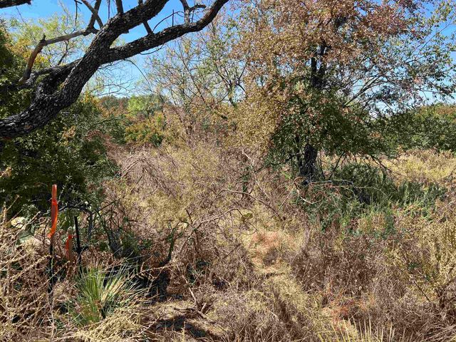 a view of a yard with plants and trees