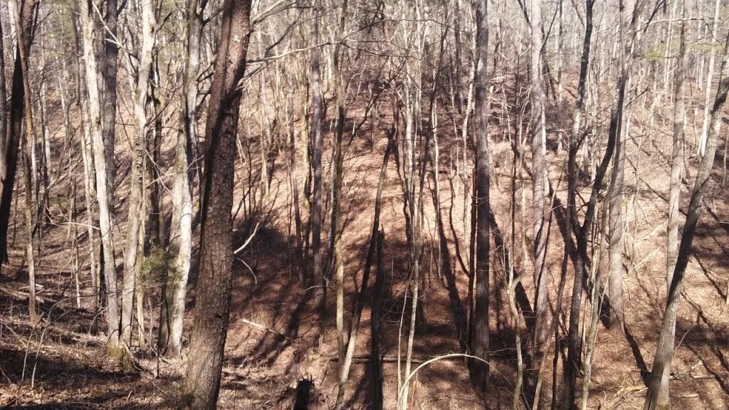 0 Gribble Road Maryville, TN 37803 - Photo 15 of 32 Gallery Image 15