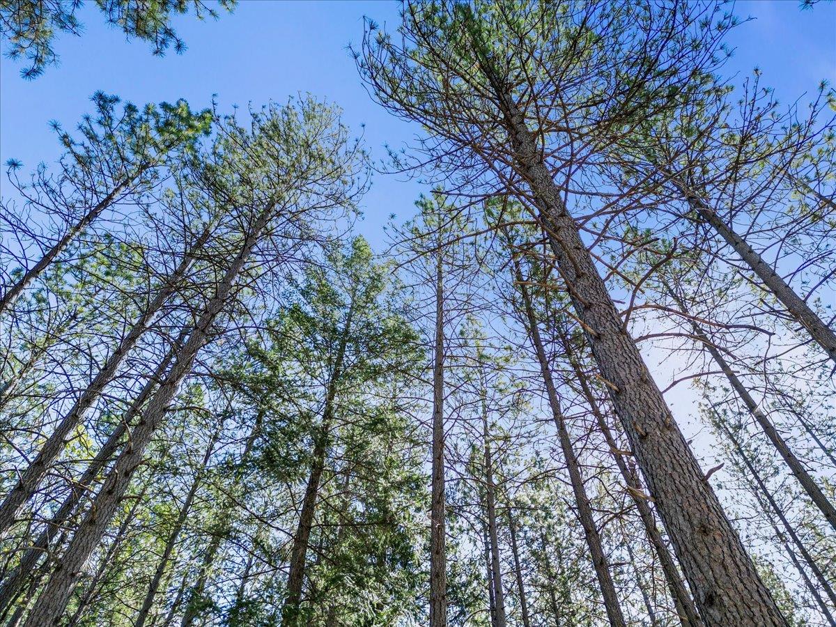 a backyard of a house with lots of trees