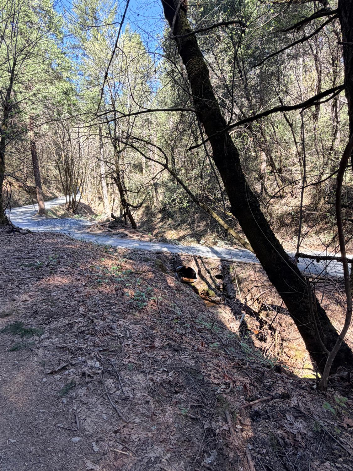 6400 Shoo Fly Road Placerville, CA 95667 - Photo 11 of 18 a view of a yard with a tree