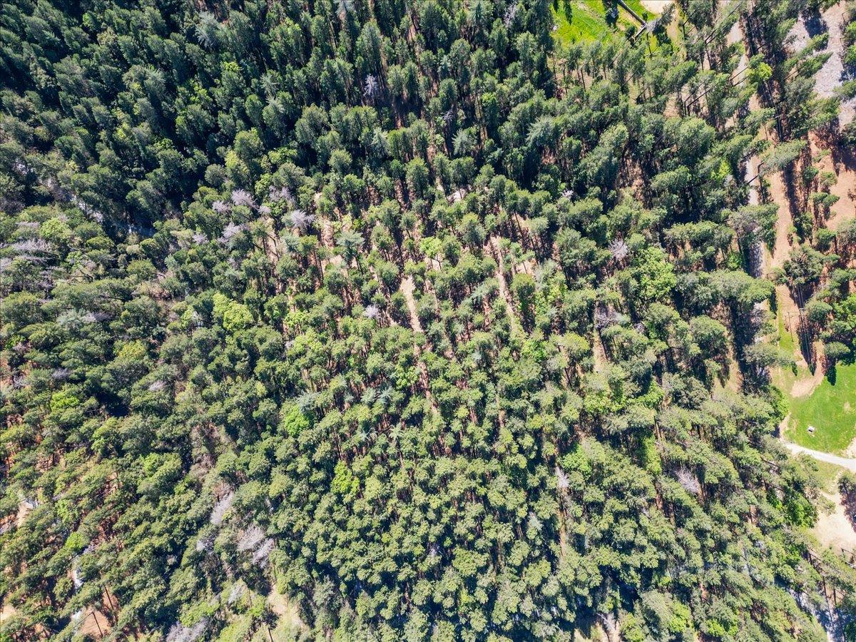 6400 Shoo Fly Road Placerville, CA 95667 - Photo 16 of 18 a view of a yard