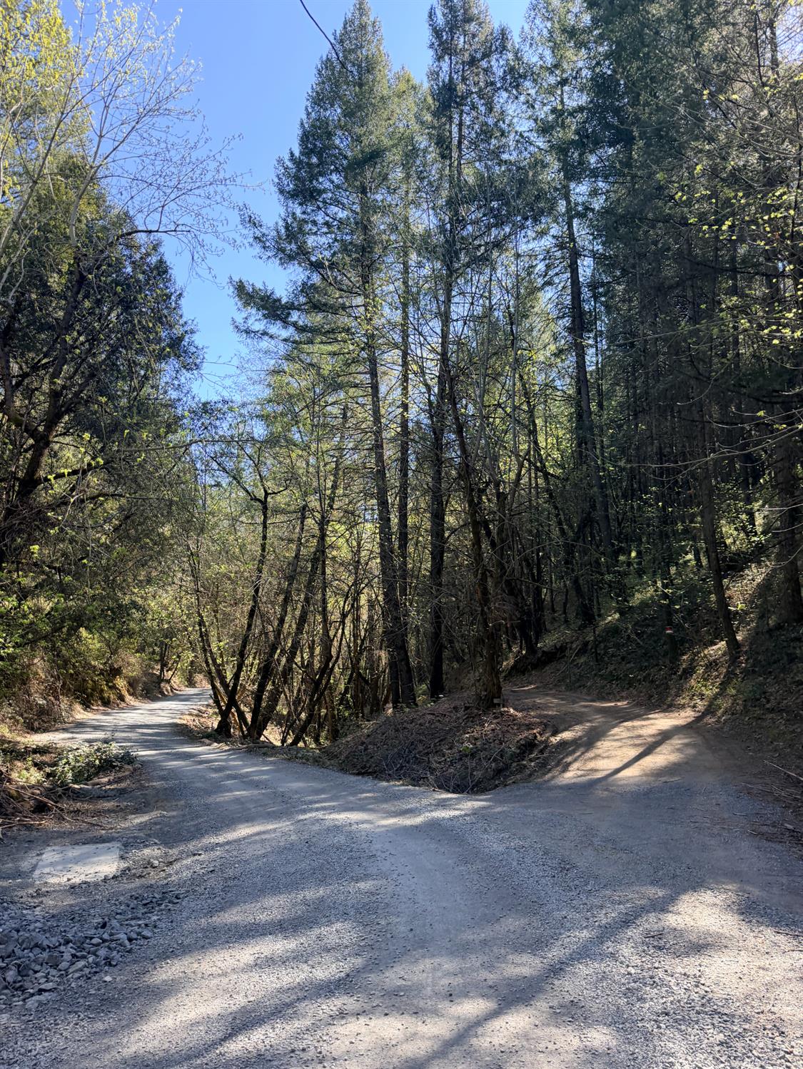 6400 Shoo Fly Road Placerville, CA 95667 - Photo 3 of 18 a view of a yard with large trees