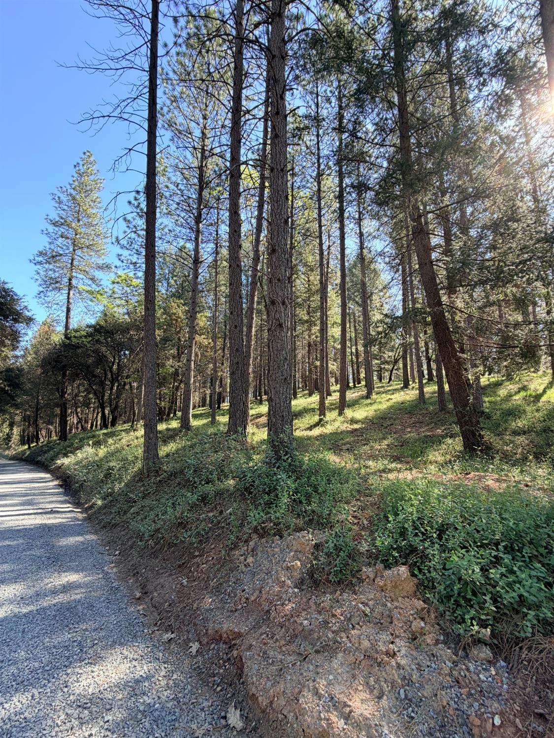 6400 Shoo Fly Road Placerville, CA 95667 - Photo 5 of 18 a view of outdoor space with trees