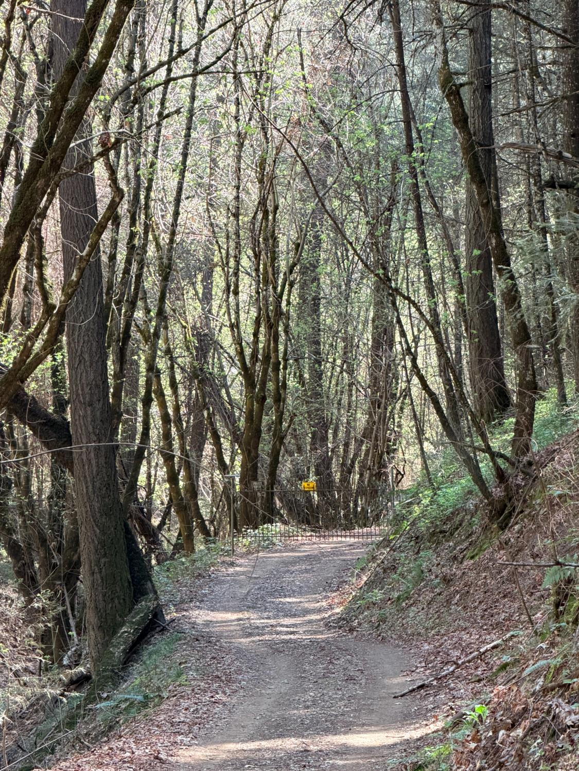 6400 Shoo Fly Road Placerville, CA 95667 - Photo 9 of 18 a view of a yard with large trees