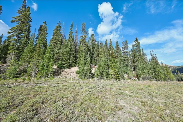 a view of a forest with trees in the background