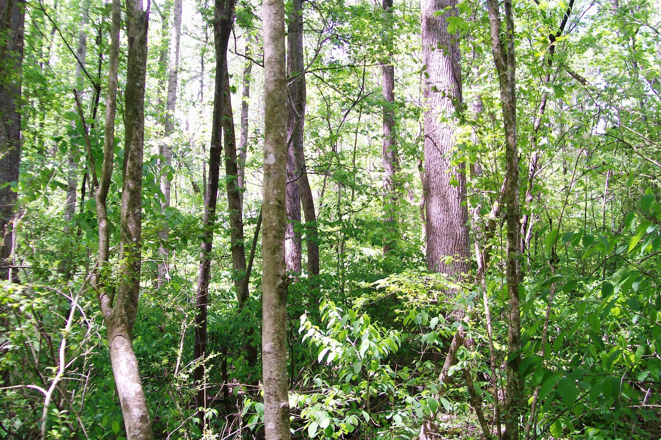 1315 Webbs Camp Road Walling, TN 38587 - Photo 8 of 16 Gallery Image 8