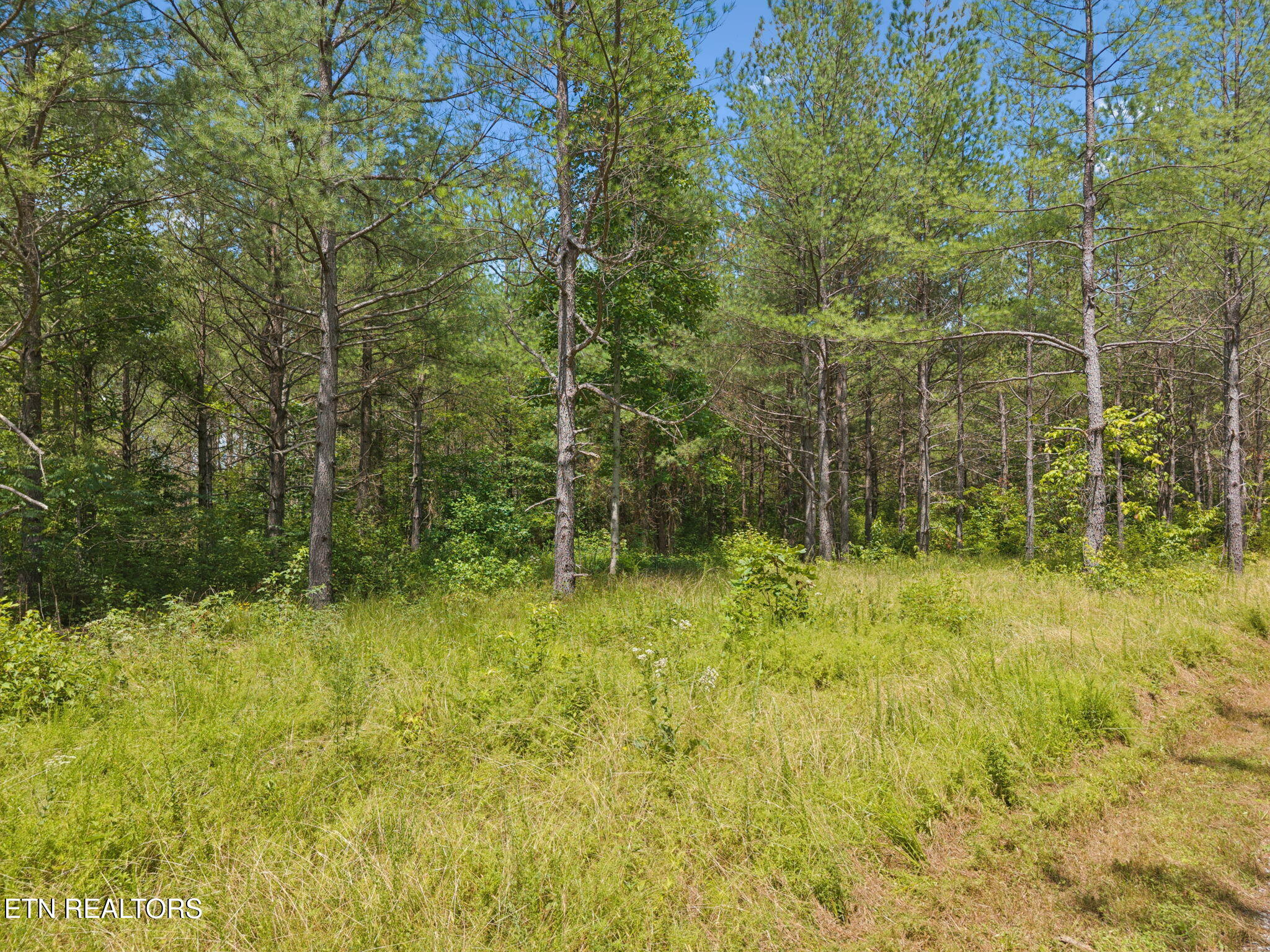 138 Belle Ridge Robbins, TN 37852 - Photo 45 of 55 47-web-or-mls-Belle Rdg - 047