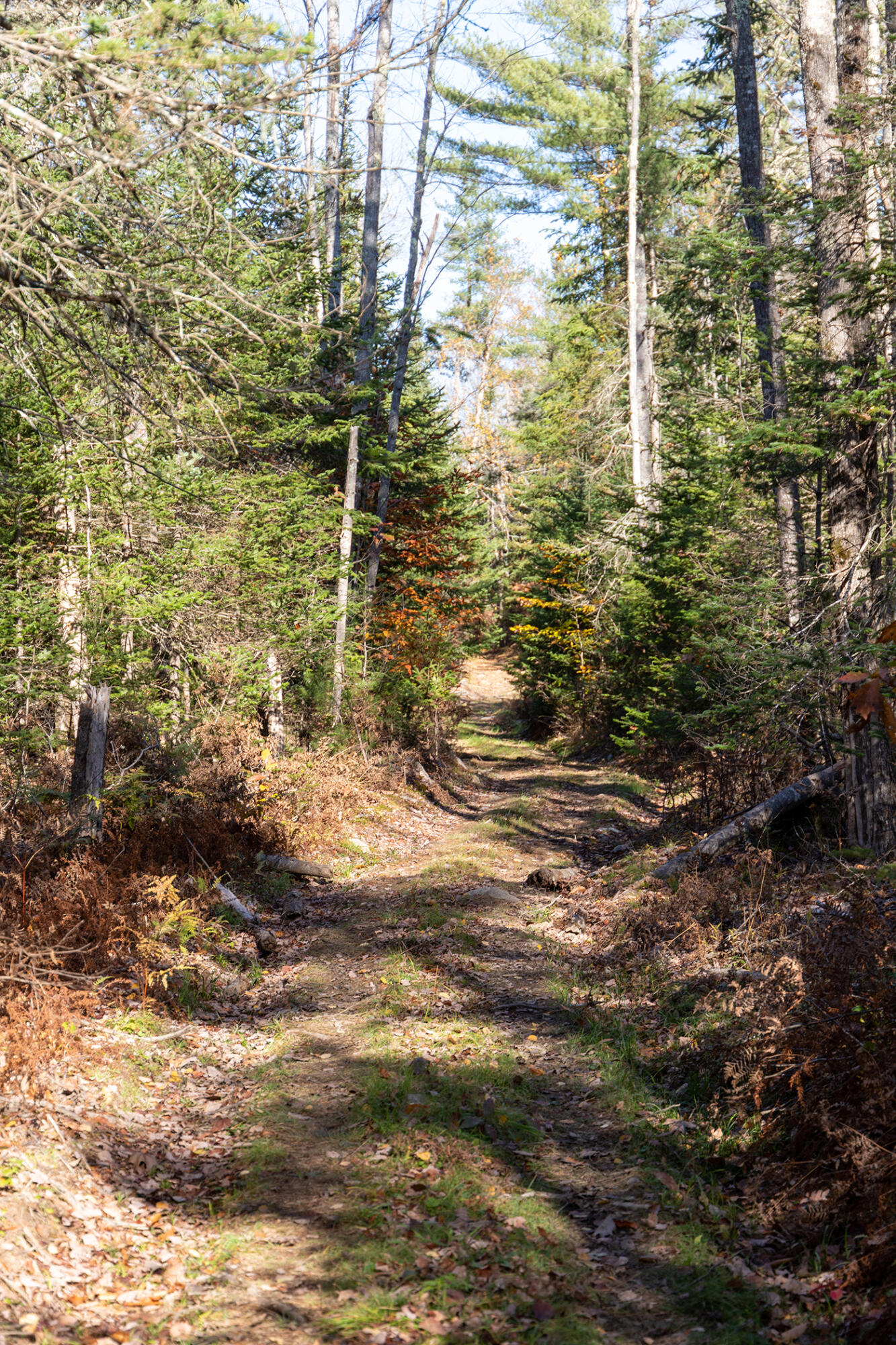 49 South Main Street Morrill, ME 04952 - Photo 58 of 58 Woods Road