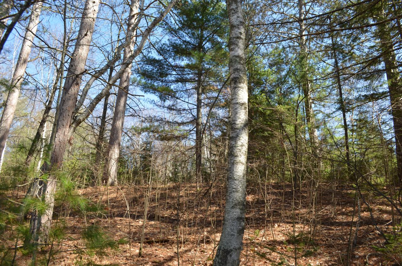 Lot 7 Point O Pines Road Tomahawk, WI 54487 - Photo 10 of 25 Gallery Image 10