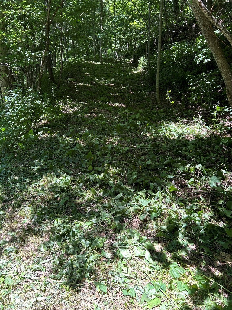 Little Tree Road West Jefferson, NC 28694 - Photo 4 of 15 a view of a lush green forest