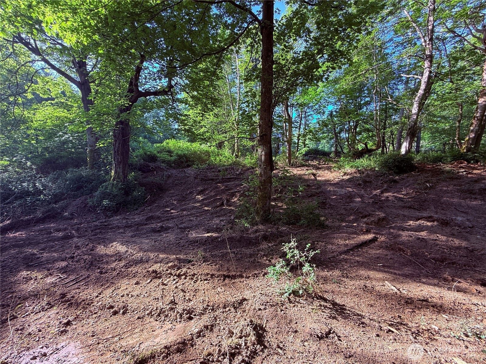 75 F Beach Way Everett, WA 98201 - Photo 3 of 27 a view of a forest with trees